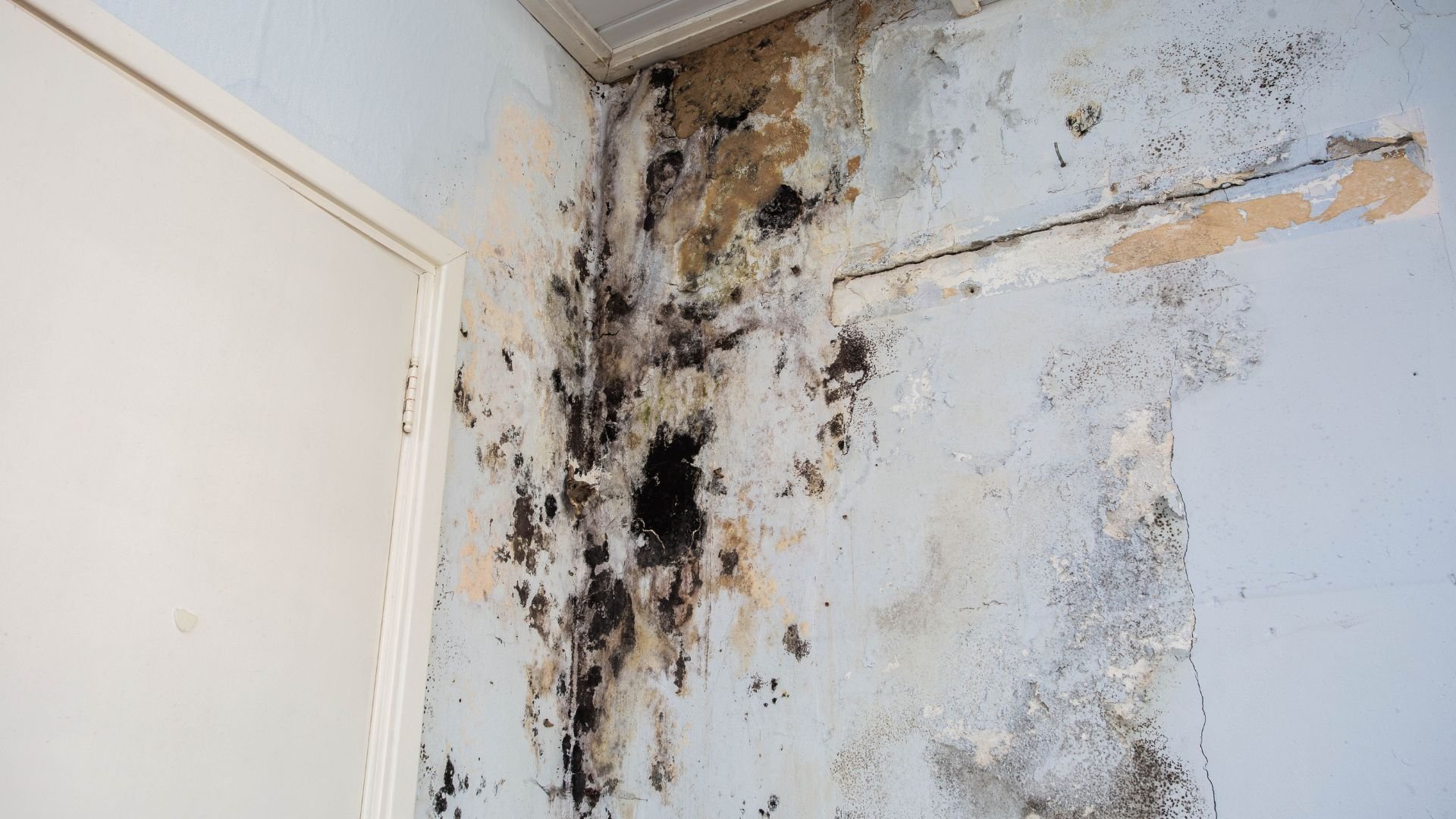 Severe black mold and water damage on interior wall near ceiling