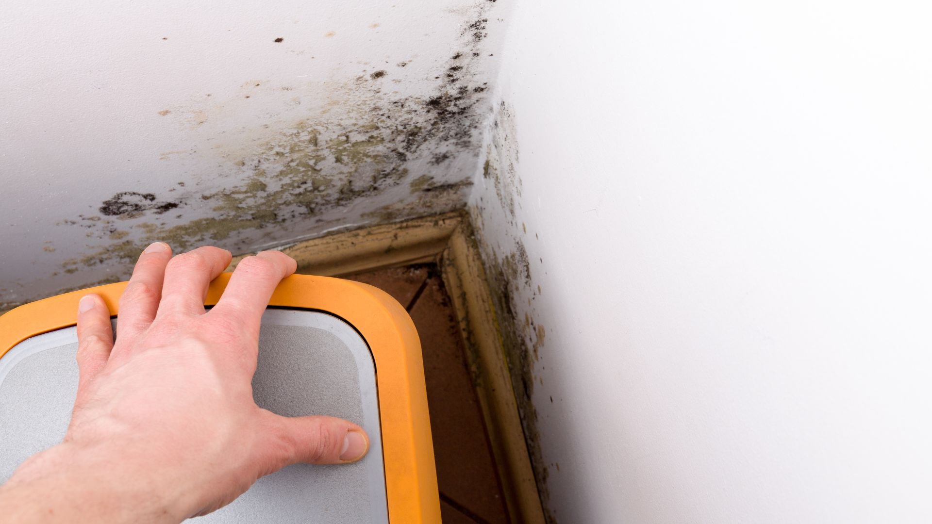 Hand checking severe black mold growth on interior wall corner