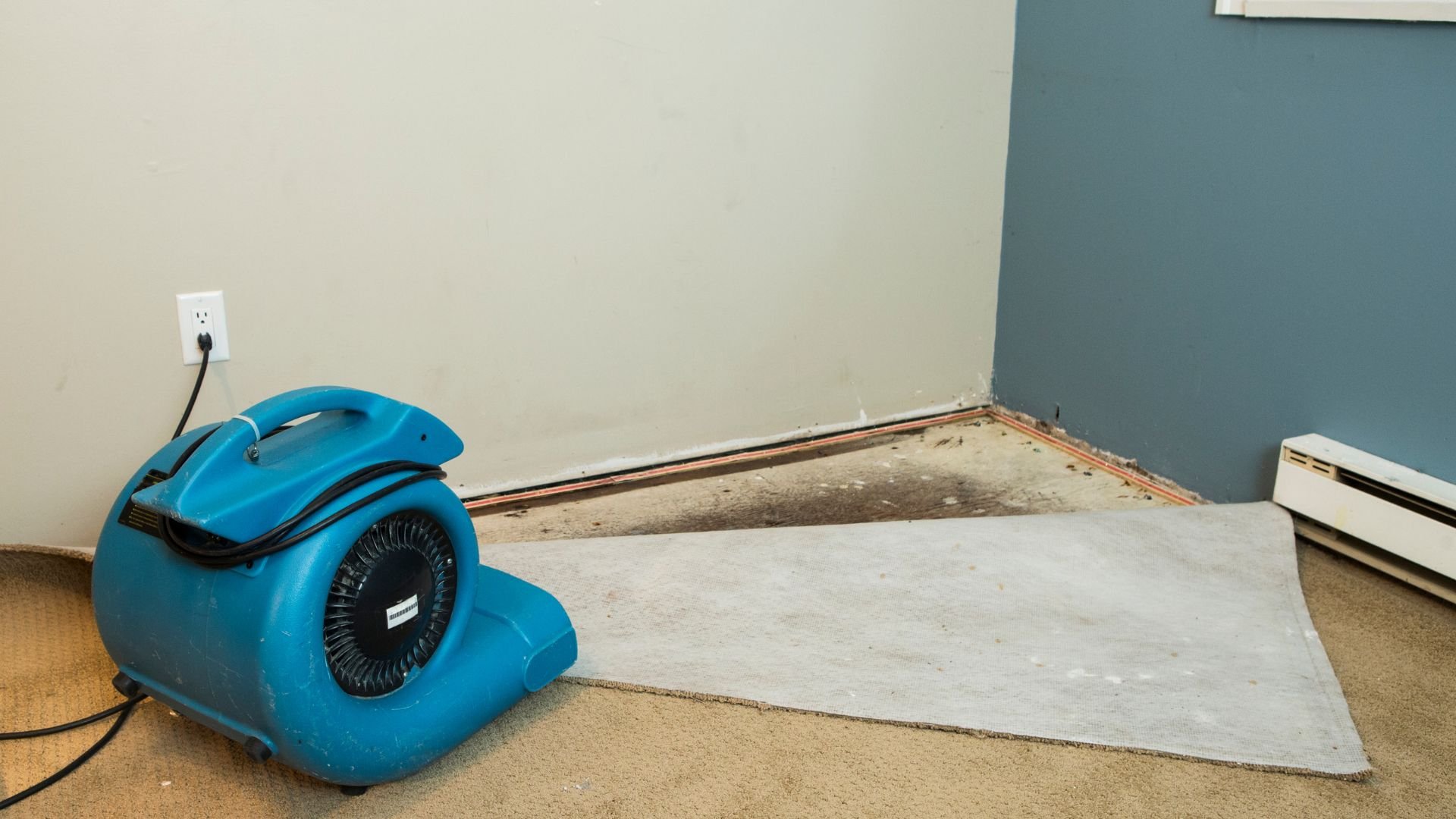 Blue industrial fan drying carpet near wall with exposed floor